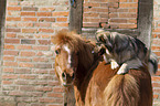 Pony und Hund