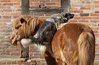 Pony und Hund