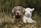 Labrador Retriever und Lamm