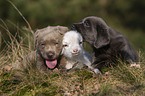 Labrador Retriever und Lamm