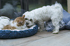 Hund und Katze