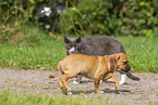Puggle Welpe und Katze