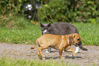 Puggle Welpe und Katze