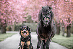 Hund und Pony