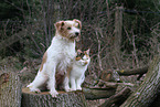 Hund und Katze