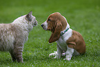 Hund und Katze