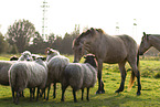 Pferd und Schafe