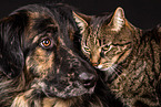 Hund und Katze