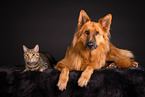 Hund und Katze