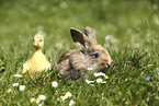 Gänseküken und Kaninchen