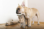 Französische Bulldogge und Kätzchen