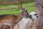 Lama und Rothirschkalb