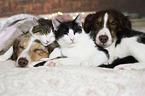 Miniature Australian Shepherd und Katze