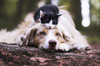 Miniature Australian Shepherd und Katze