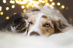 Miniature Australian Shepherd und Katze