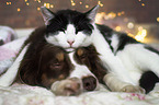 Miniature Australian Shepherd und Katze