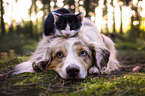 Miniature Australian Shepherd und Katze