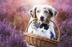 Miniature Australian Shepherd und Katze