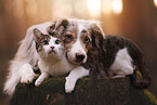 Miniature Australian Shepherd und Katze