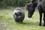 Shetland Pony und Schwein
