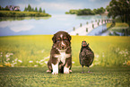 Australian Shepherd Welpe