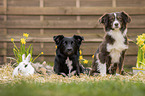 Tierfreundschaft