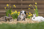 Tierfreundschaft