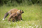 Fuchs und Hund