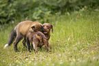 Fuchs und Hund