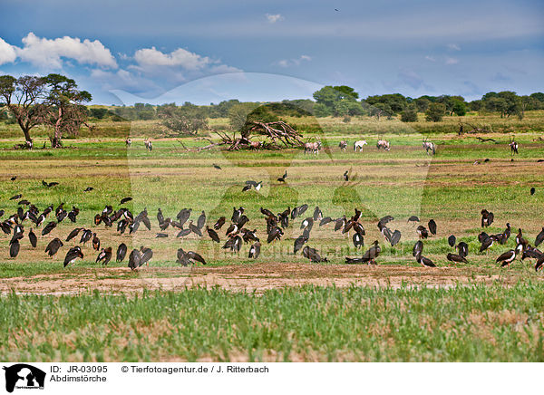 Abdimstrche / white-bellied storks / JR-03095