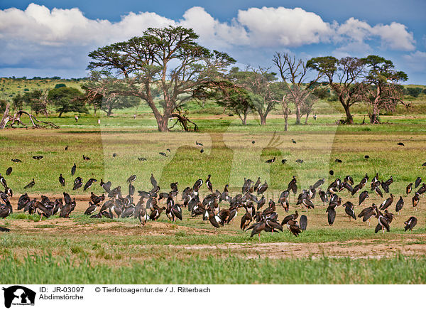 Abdimstrche / white-bellied storks / JR-03097