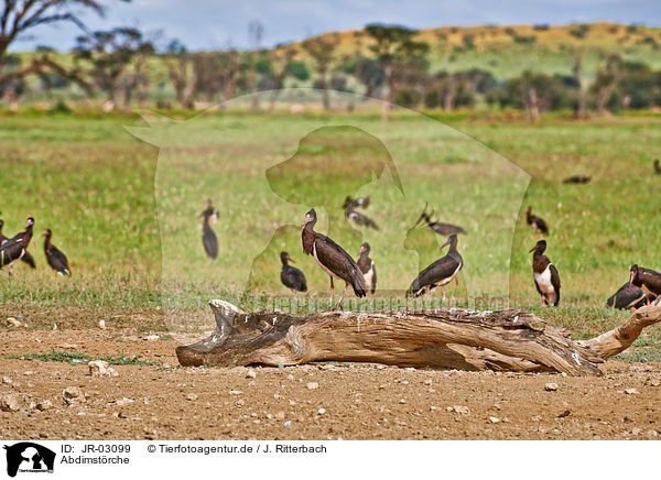 Abdimstrche / white-bellied storks / JR-03099