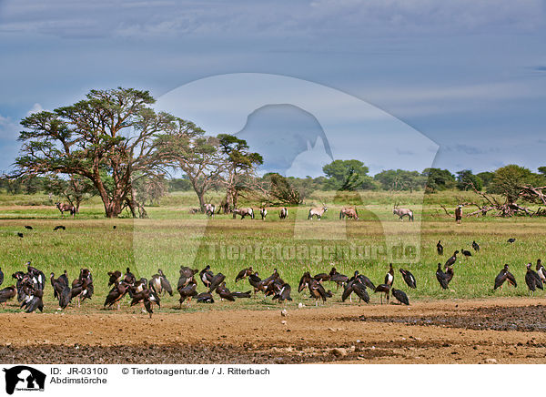 Abdimstrche / white-bellied storks / JR-03100