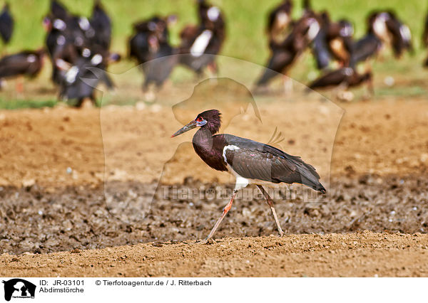 Abdimstrche / white-bellied storks / JR-03101