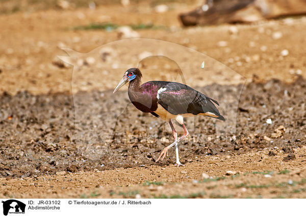 Abdimstrche / white-bellied storks / JR-03102