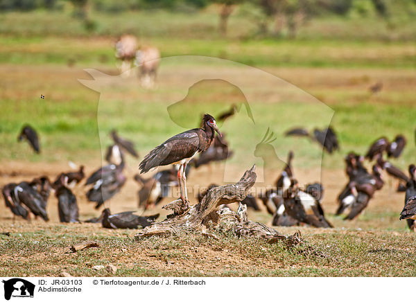 Abdimstrche / white-bellied storks / JR-03103