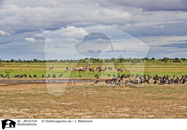 Abdimstrche / white-bellied storks / JR-03105