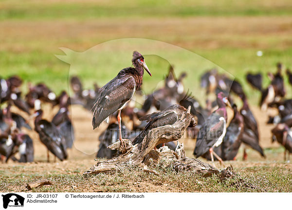 Abdimstrche / white-bellied storks / JR-03107