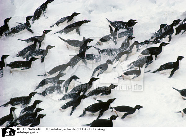 Adeliepinguine / FLPA-02746