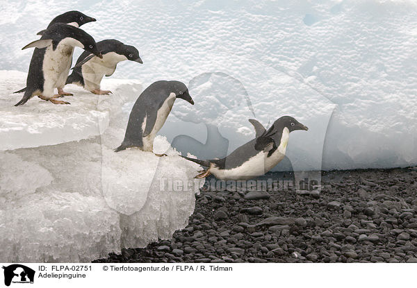 Adeliepinguine / Adelie penguins / FLPA-02751
