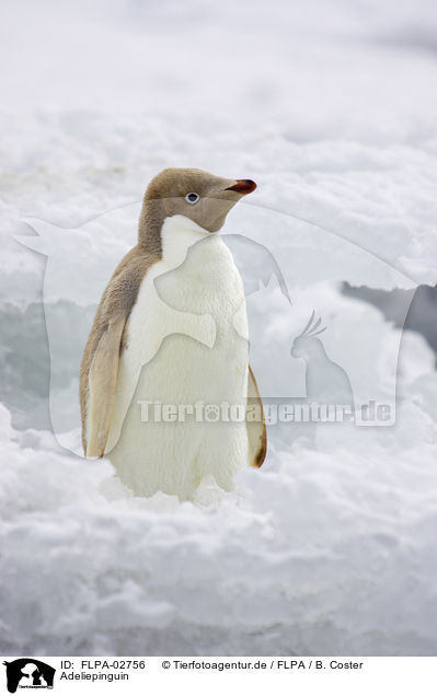 Adeliepinguin / FLPA-02756