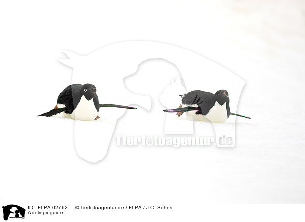 Adeliepinguine / Adelie penguins / FLPA-02762