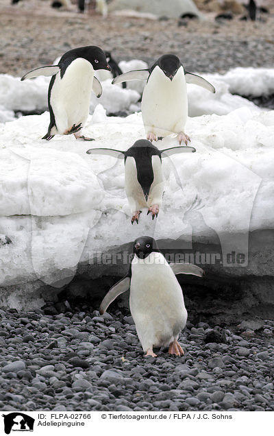 Adeliepinguine / Adelie penguins / FLPA-02766