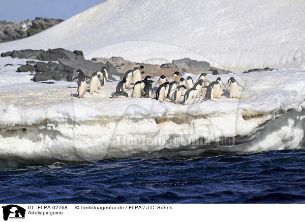 Adeliepinguine / Adelie penguins / FLPA-02768