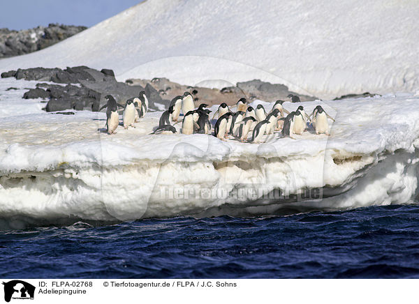 Adeliepinguine / FLPA-02768