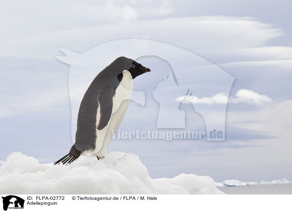 Adeliepinguin / FLPA-02772