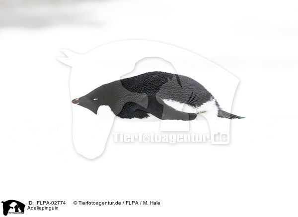 Adeliepinguin / Adelie penguin / FLPA-02774