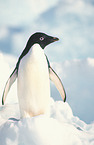 Adeliepinguin