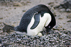 Adeliepinguin