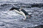 Adeliepinguin